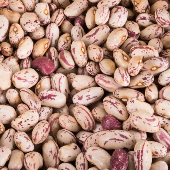 Cranberry Beans